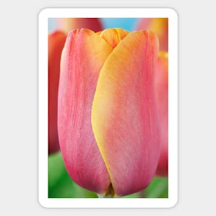 Tulipa  &#39;Indian Summer&#39;  Triumph Group  Tulip Sticker